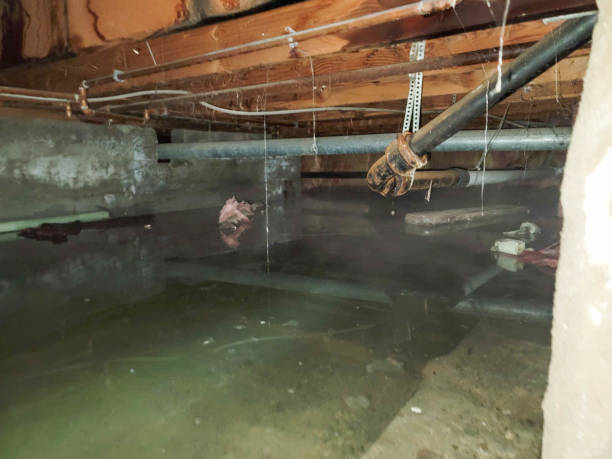 Best Water damage restoration services  in Burgaw, NC